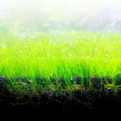 Fluval Bio Couchette 10 Fluval Bio Couchette -Magasin De Fournitures Pour Animaux De Compagnie 12696 image1 64a996cfed7fe