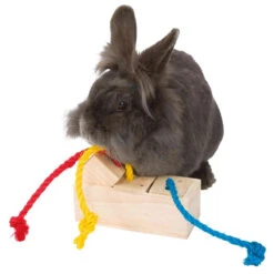 Trixie Seau à Casse-croûte, Interactif, Bois, 16X16X7Cm -Magasin De Fournitures Pour Animaux De Compagnie 168067 4011905628158 3 3