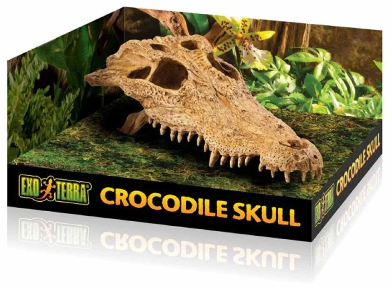 Exo Terra Crocodile Skull 6 Exo Terra Crocodile Skull – Image 4