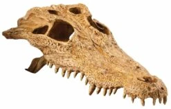 Exo Terra Crocodile Skull