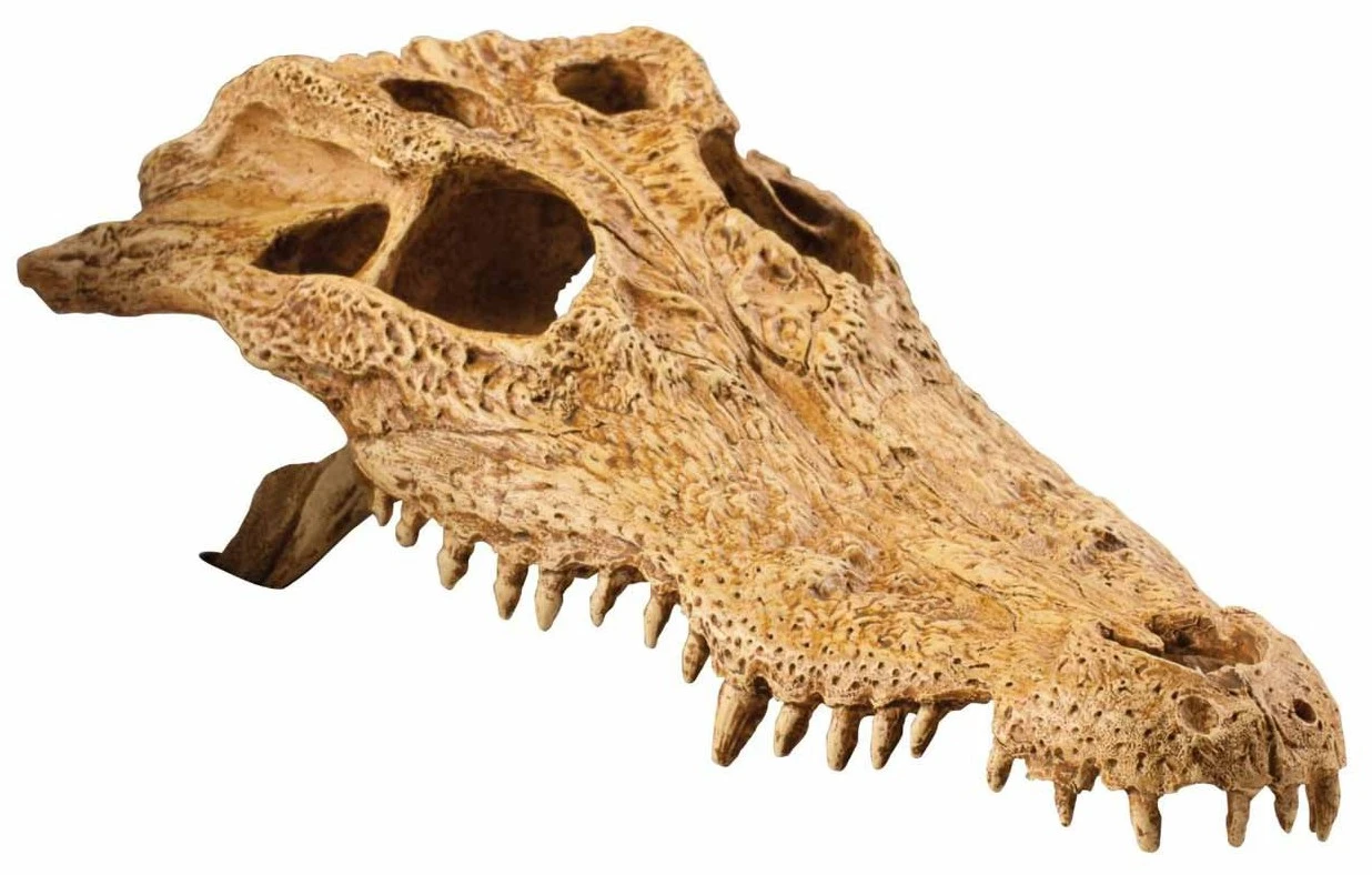 Exo Terra Crocodile Skull 3 Exo Terra Crocodile Skull