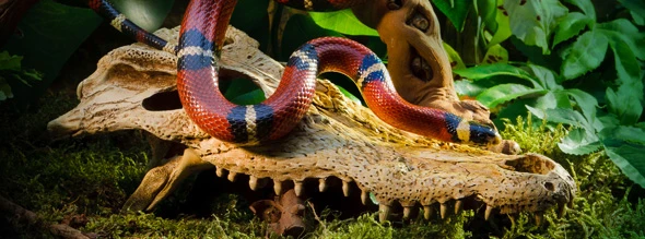 Exo Terra Crocodile Skull 4 Exo Terra Crocodile Skull – Image 2