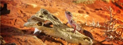 Exo Terra Crocodile Skull 8 Exo Terra Crocodile Skull -Magasin De Fournitures Pour Animaux De Compagnie 48602 15561228565 4
