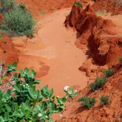 JBL Terrasand Rouge -Magasin De Fournitures Pour Animaux De Compagnie 65168 63232a99def4d