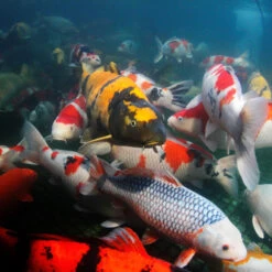 JBL Propond All Seasons S -Magasin De Fournitures Pour Animaux De Compagnie 82759 61fd112575e6b