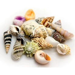 Akuastabil Grandes Pièces De Coquille Marine 10 Pièces