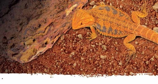 Exo Terra Pierre Noire Du Désert De Bahariya 4 Exo Terra Pierre Noire Du Désert De Bahariya – Image 2