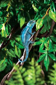 Exo Terra Liane Jungle 7 Exo Terra Liane Jungle – Image 5