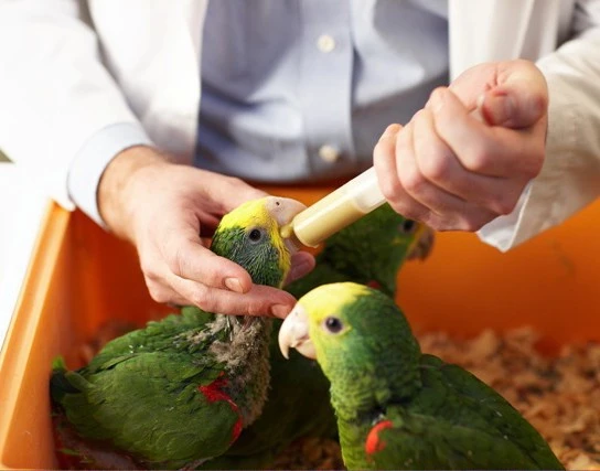 Tropican Bouillie 5 Kg 4 Tropican Bouillie 5 Kg – Image 2