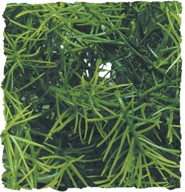 Zoo Med Planta De Plastico Cashuarina Grande 3 Zoo Med Planta De Plastico Cashuarina Grande