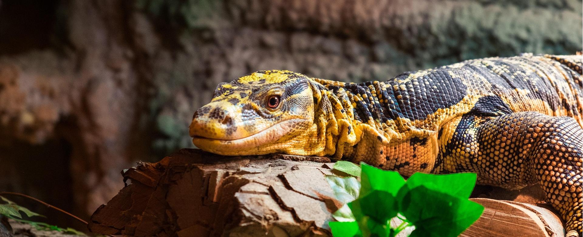 Magasin De Fournitures Pour Animaux De Compagnie -Magasin De Fournitures Pour Animaux De Compagnie dragon 8675914 1920