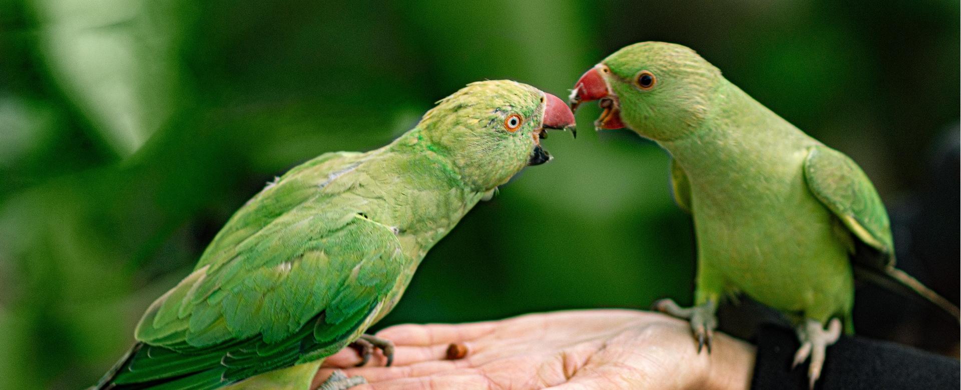 Magasin De Fournitures Pour Animaux De Compagnie -Magasin De Fournitures Pour Animaux De Compagnie parrots 5350976 1920